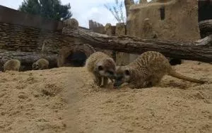 Wycieczka do ZOO w Borysewie (14)