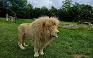 Wycieczka do ZOO w Borysewie (10)