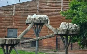 Wycieczka do ZOO w Borysewie (20)