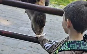Dobronianka 2026 (5)